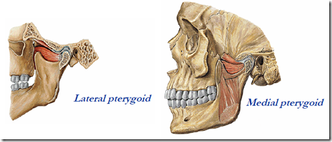 Muscles of the face & mastication | Medatrio